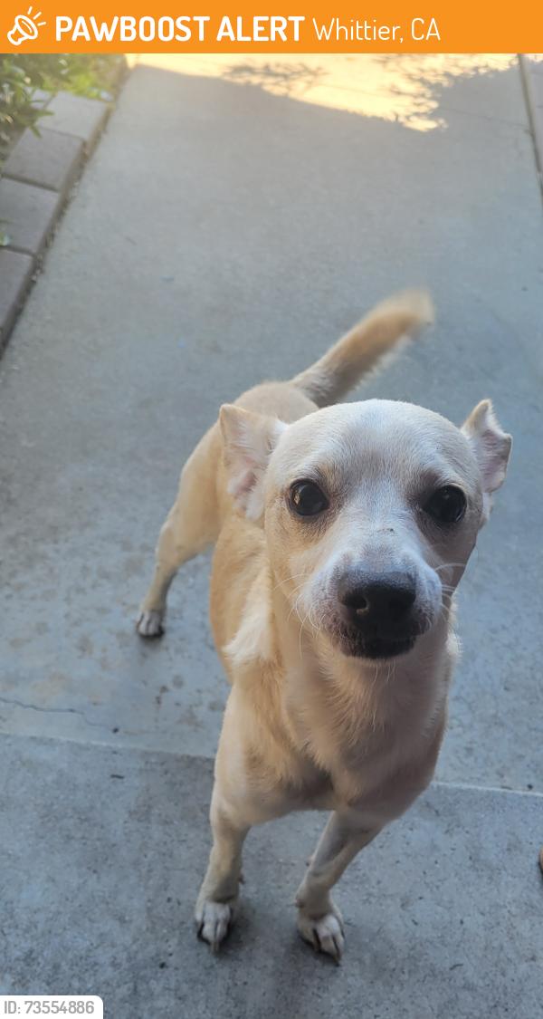 Found/Stray Male Dog last seen Wheatland, Whittier, CA 90602