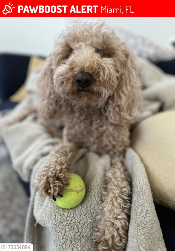 Lost Female Dog last seen Sunset Drive and 109th Avenue, Miami, FL 33173