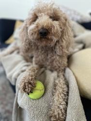 Lost Female Dog last seen Sunset Drive and 109th Avenue, Miami, FL 33173