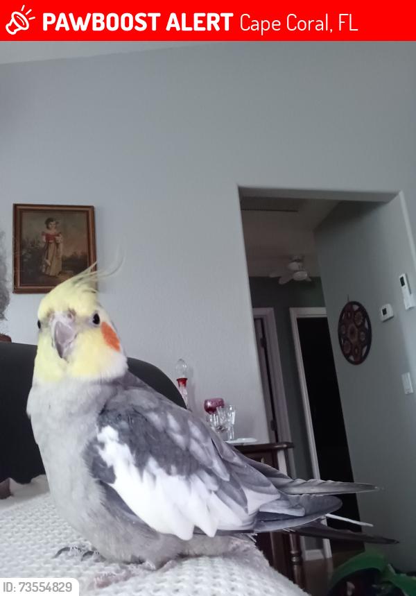Lost Male Bird last seen SE 19th Ter and SE 4th Ave, Cape Coral, FL 33990
