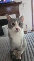 Lost Male Cat last seen Near shadewood court, Columbus, OH 43230