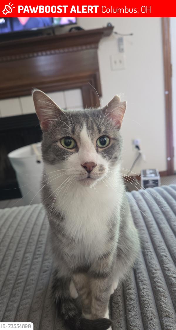 Lost Male Cat last seen Near shadewood court, Columbus, OH 43230