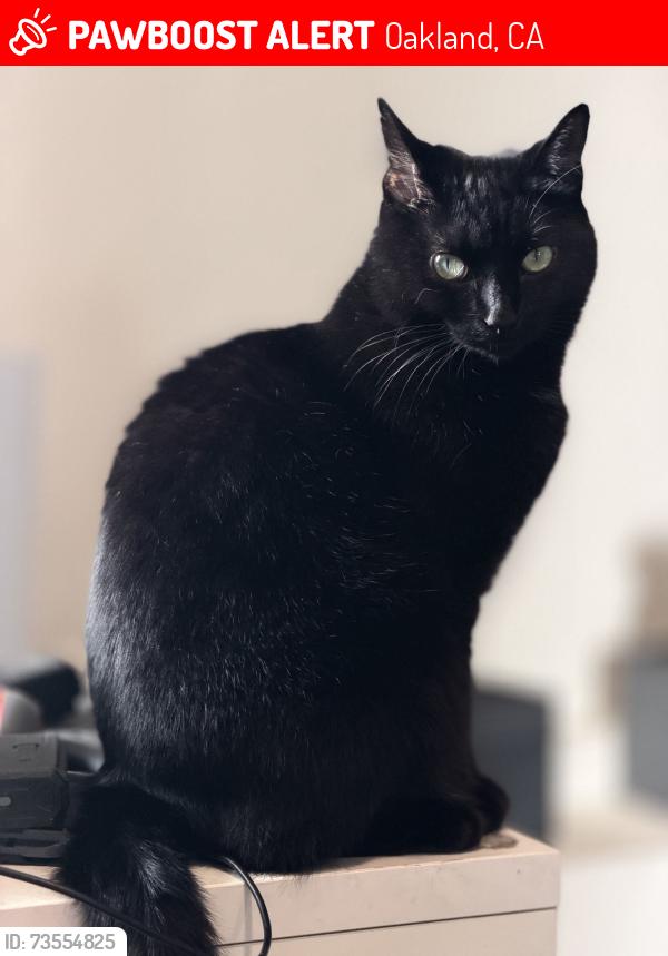 Lost Female Cat last seen 19th St. & Castro St., Oakland, CA 94612
