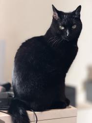 Lost Female Cat last seen 19th St. & Castro St., Oakland, CA 94612
