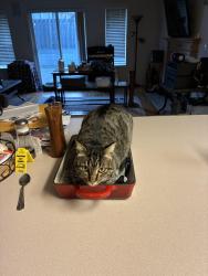 Reunited Female Cat last seen Near nw 23rd ave camas wa 98607, Camas, WA 98607