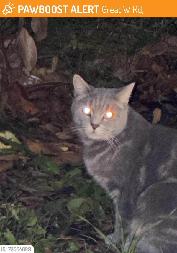 Found/Stray Unknown Cat last seen h91 bus stop across puregym, Great W Rd,  