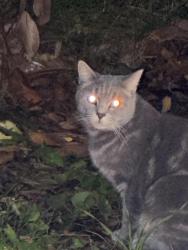 Found/Stray Unknown Cat last seen h91 bus stop across puregym, Great W Rd,  