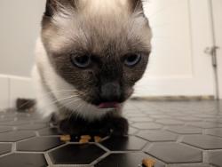 Reunited Unknown Cat last seen Macalester/Hartford, Saint Paul, MN 55116