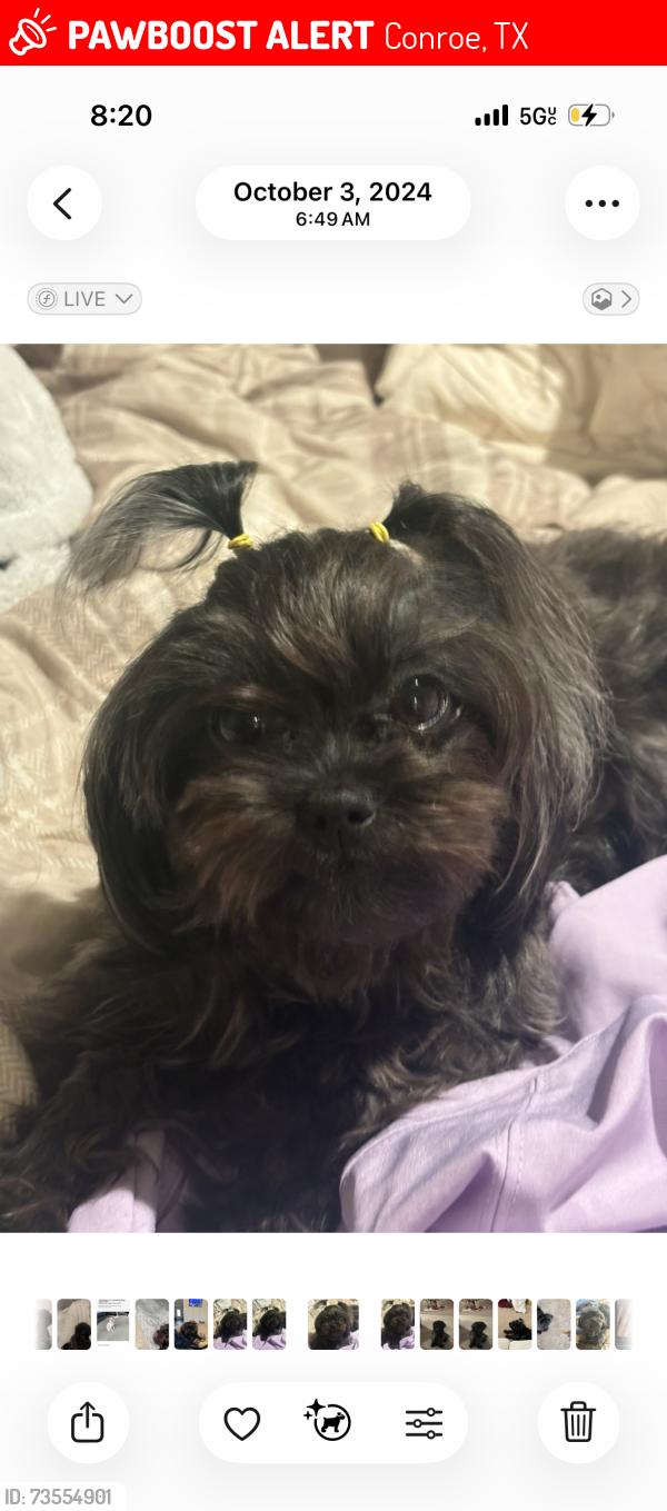 Lost Female Dog last seen Near bellshire rd, Conroe, TX 77301