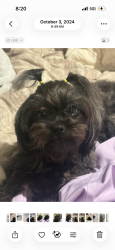 Lost Female Dog last seen Near bellshire rd, Conroe, TX 77301