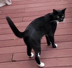 Found/Stray Unknown Cat last seen Ivy St, off of Massasoit St, Worcester 01604, Worcester, MA 01607