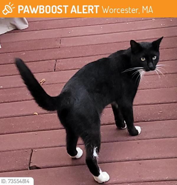 Found/Stray Unknown Cat last seen Ivy St, off of Massasoit St, Worcester 01604, Worcester, MA 01607