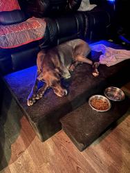 Found/Stray Male Dog last seen S. Trask Street, Tampa, FL 33602