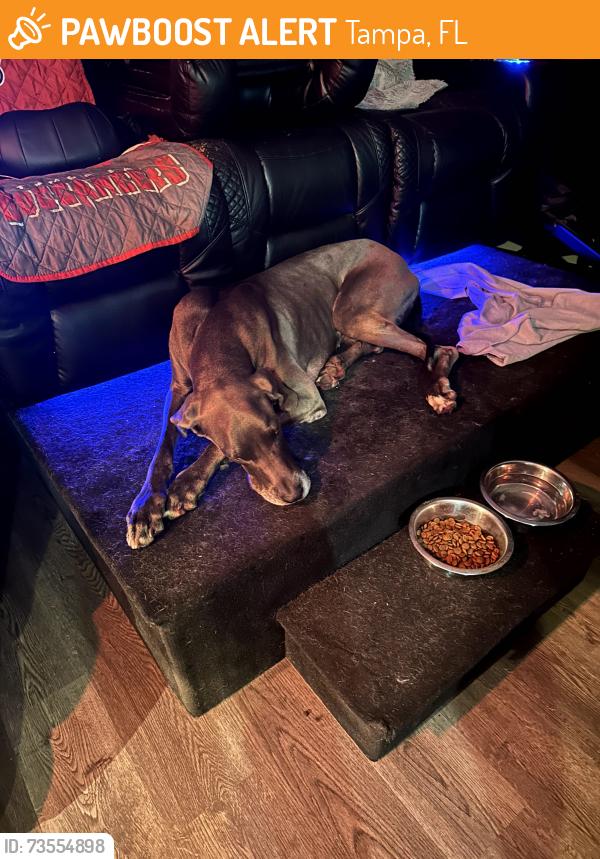 Found/Stray Male Dog last seen S. Trask Street, Tampa, FL 33602