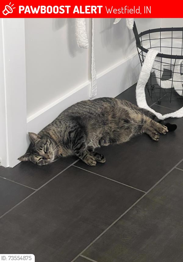 Lost Female Cat last seen 191st street and Shady Nook, Westfield, IN 46074
