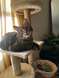Reunited Female Cat last seen Cheltenham village, Cheltenham Village, PA 19012