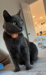 Lost Female Cat last seen Gold Pan Pl, Phoenix, AZ 85087