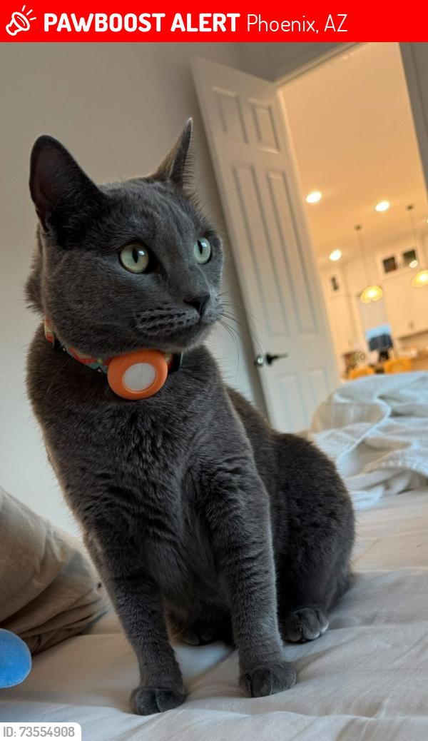 Lost Female Cat last seen Gold Pan Pl, Phoenix, AZ 85087
