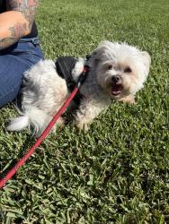 Found/Stray Male Dog last seen Telegraph and Ceres Ave, Whittier, CA 90604