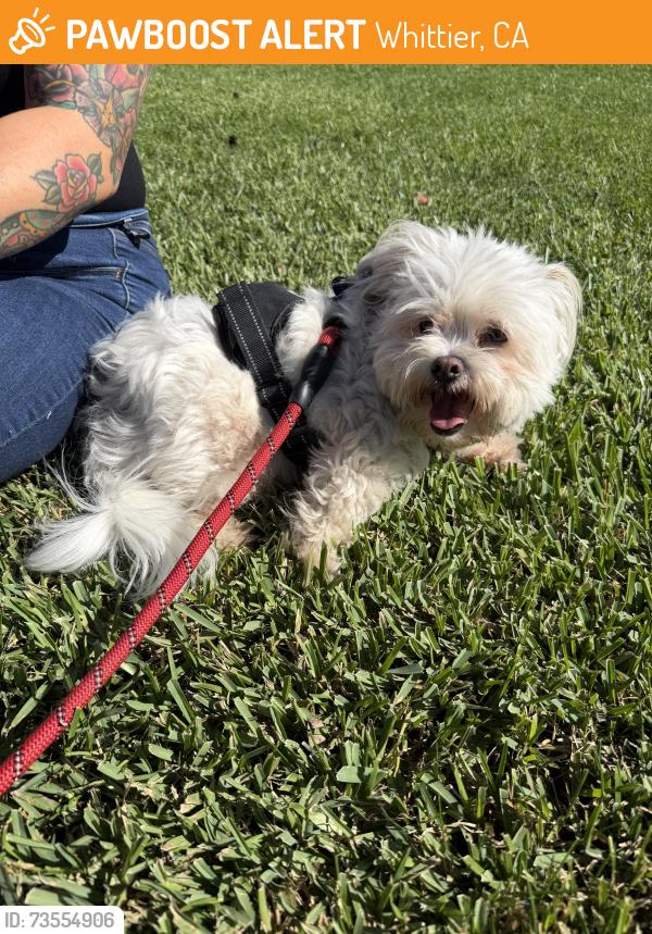 Found/Stray Male Dog last seen Telegraph and Ceres Ave, Whittier, CA 90604