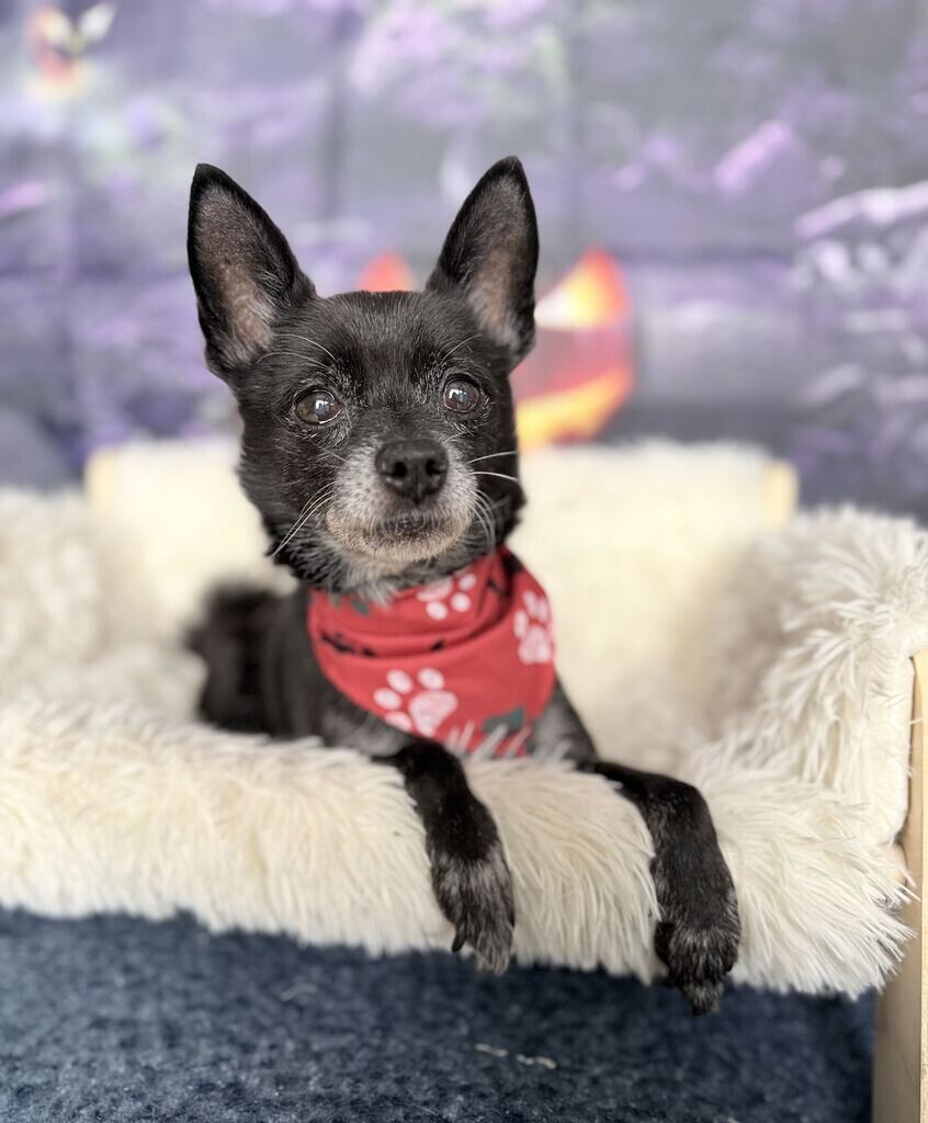 Shelter Stray Male Dog last seen Near W 1800 N, Clinton, UT 84015, USA, 1422 E 600 N, Fruit Heights, UT 84037, USA