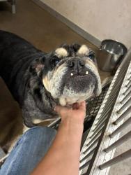 Shelter Stray Female Dog last seen Near S Lincoln St, Stockton, CA 95206, USA, 1575 S Lincoln St, Stockton, CA 95206, USA