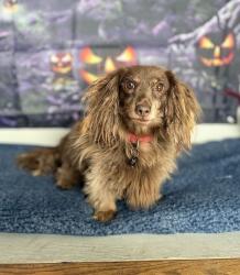 Shelter Stray Male Dog last seen Near 500 W, Clearfield, UT 84015, USA, 1422 E 600 N, Fruit Heights, UT 84037, USA