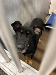 Shelter Stray Male Dog last seen Near Doctor M.L.K. Jr Blvd, Stockton, CA 95206, USA, 1575 S Lincoln St, Stockton, CA 95206, USA