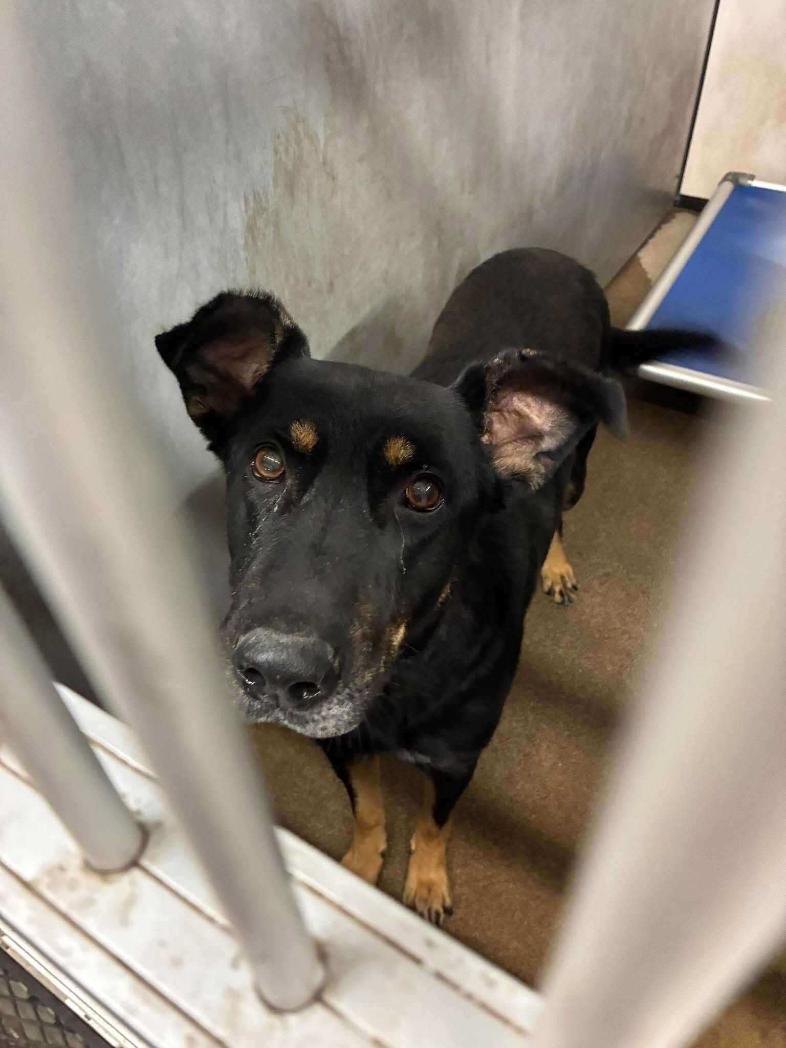 Shelter Stray Male Dog last seen Near Doctor M.L.K. Jr Blvd, Stockton, CA 95206, USA, 1575 S Lincoln St, Stockton, CA 95206, USA