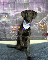 Shelter Stray Female Dog last seen Near W Layton Pkwy, Layton, UT 84041, USA, 1422 E 600 N, Fruit Heights, UT 84037, USA