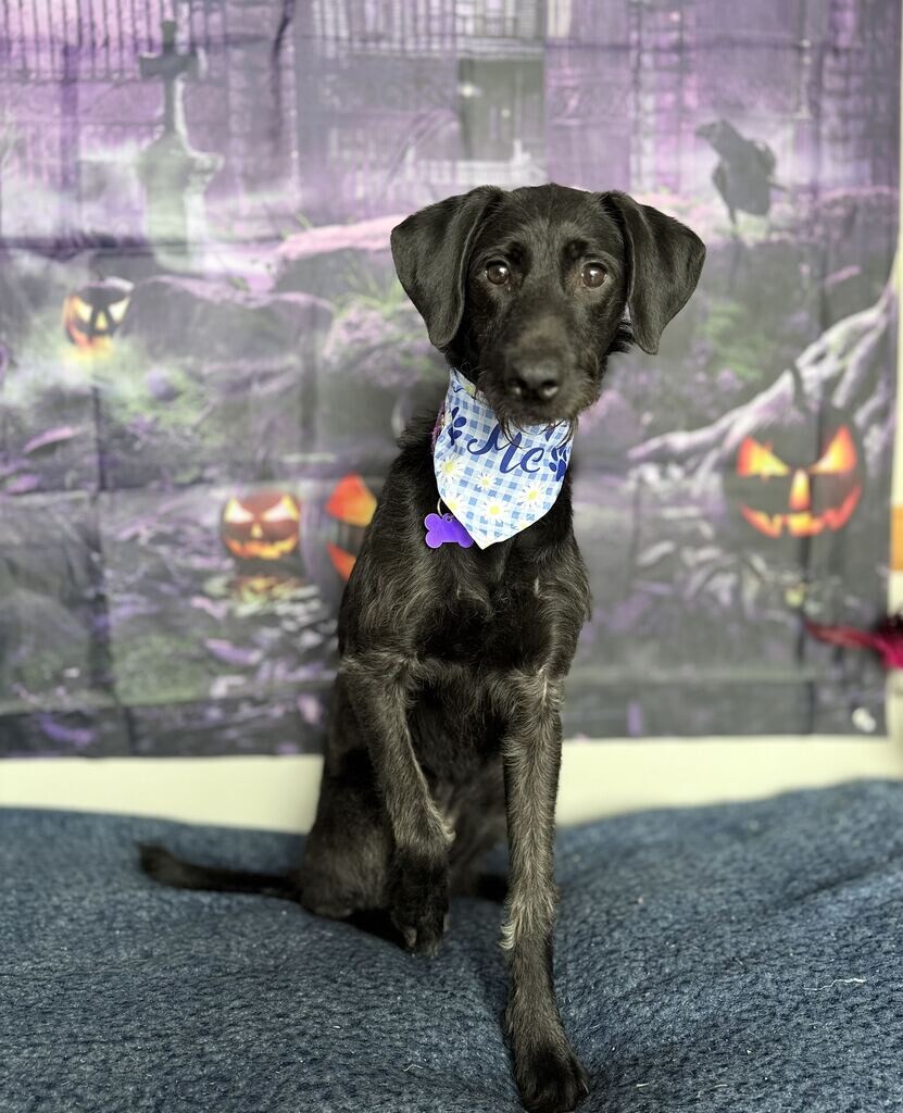 Shelter Stray Female Dog last seen Near W Layton Pkwy, Layton, UT 84041, USA, 1422 E 600 N, Fruit Heights, UT 84037, USA