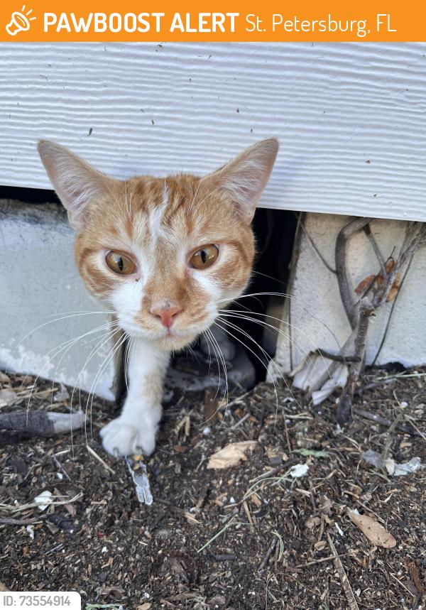 Found/Stray Unknown Cat last seen 12th ave north & highland street, St. Petersburg, FL 33701