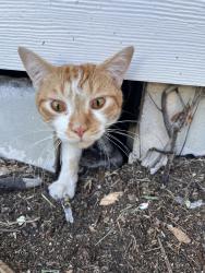 Found/Stray Unknown Cat last seen 12th ave north & highland street, St. Petersburg, FL 33701