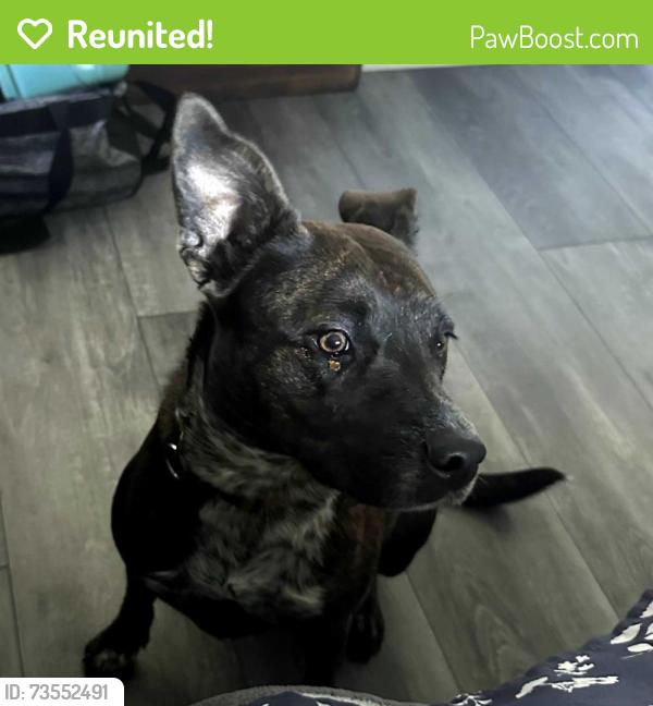 Reunited Female Dog last seen Ten Mile Bridge and Cindy Lane, Fort Worth, TX 76135