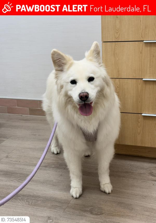 Lost Female Dog last seen SW 8th Ave and 14 ST, Fort Lauderdale, FL 33315