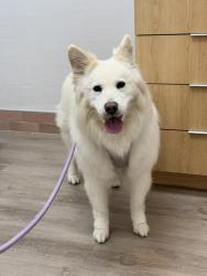 Lost Female Dog last seen SW 8th Ave and 14 ST, Fort Lauderdale, FL 33315