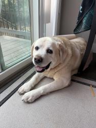 Reunited Male Dog last seen Hiawatha court, Fort Collins, CO 80525