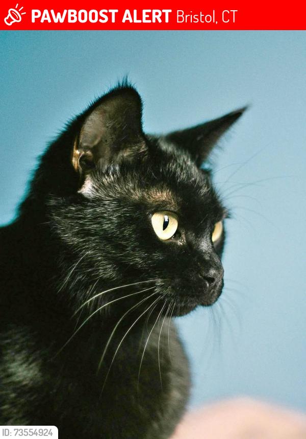 Lost Male Cat last seen hull street bristol ct, Bristol, CT 06011