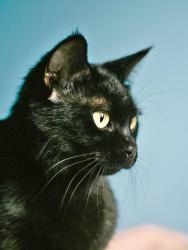 Lost Male Cat last seen hull street bristol ct, Bristol, CT 06011