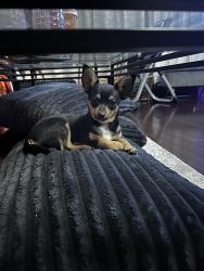 Lost Female Dog last seen Near 6th st ne, Minneapolis, MN 55413