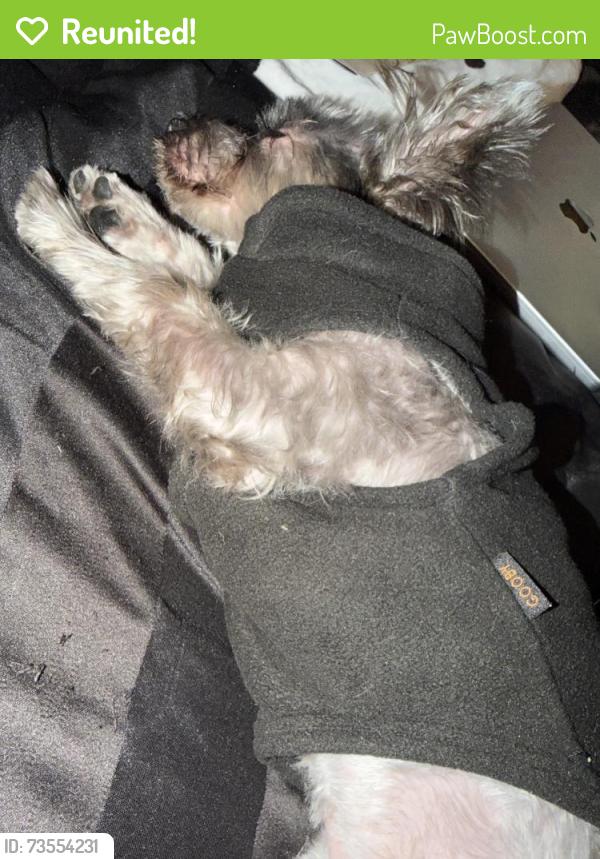 Reunited Female Dog last seen Near Grassmere Lane McKinney Texas 75071, McKinney, TX 75071