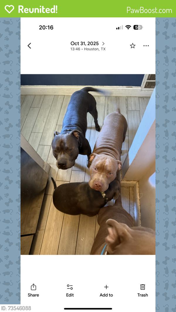 Reunited Male Dog last seen Oakhurst in Kingwood, Porter, TX 77365