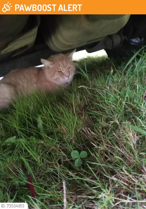 Found/Stray Unknown Cat last seen Steamboat Island Rd, Hunter Point Rd NW,  98506
