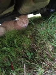 Found/Stray Unknown Cat last seen Steamboat Island Rd, Hunter Point Rd NW,  98506