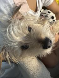 Lost Male Dog last seen Upper valley, El Paso, TX 79932