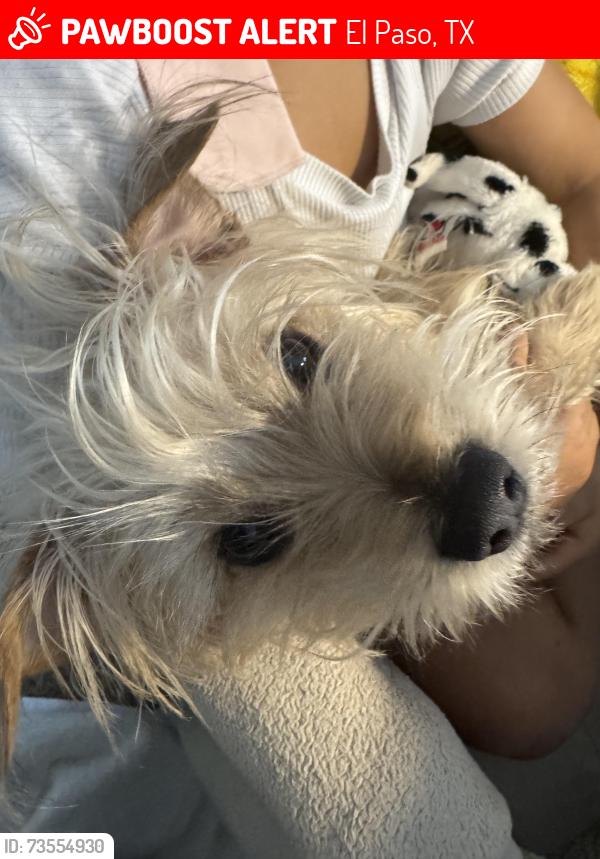 Lost Male Dog last seen Upper valley, El Paso, TX 79932