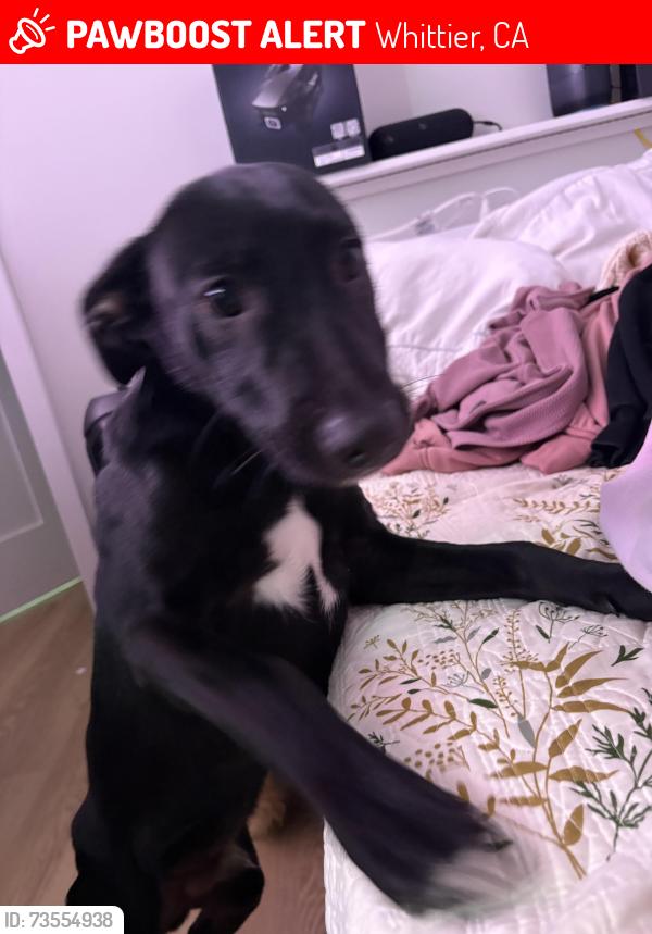 Lost Male Dog last seen Stop, Whittier, CA 90604