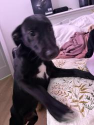 Lost Male Dog last seen Stop, Whittier, CA 90604