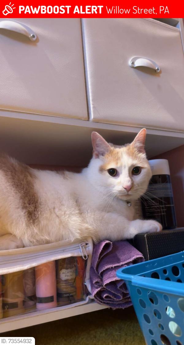 Lost Male Cat last seen Millwood Willow Street, Willow Street, PA 17584