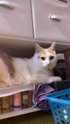 Lost Male Cat last seen Millwood Willow Street, Willow Street, PA 17584